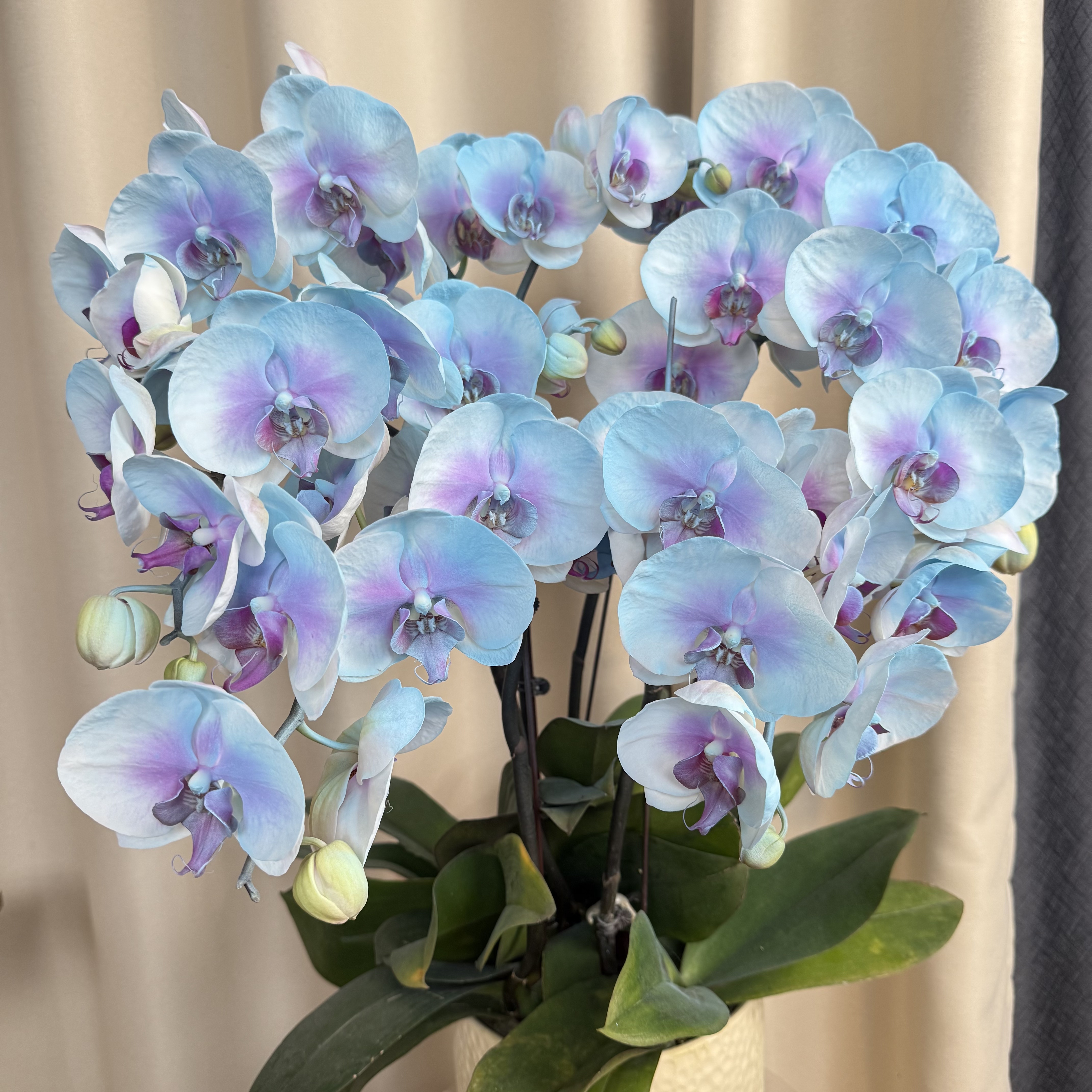 【海洋之心】蝴蝶兰 创意 好养花期长基地直发 喷色工艺