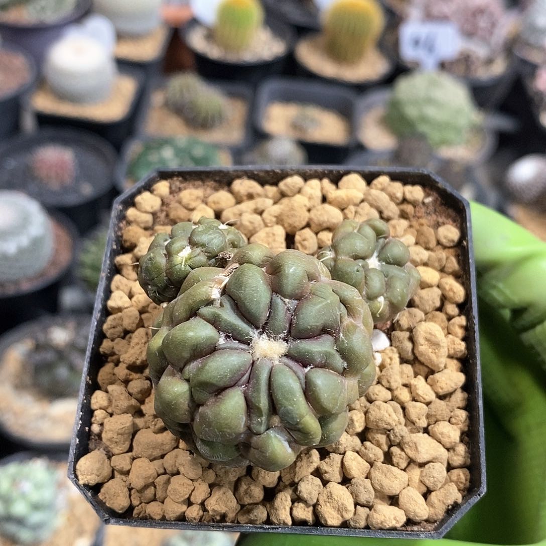 惠毛丸仙人球1棵