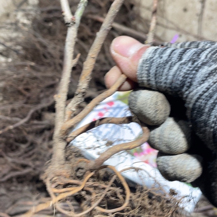 赤八重海棠花一颗