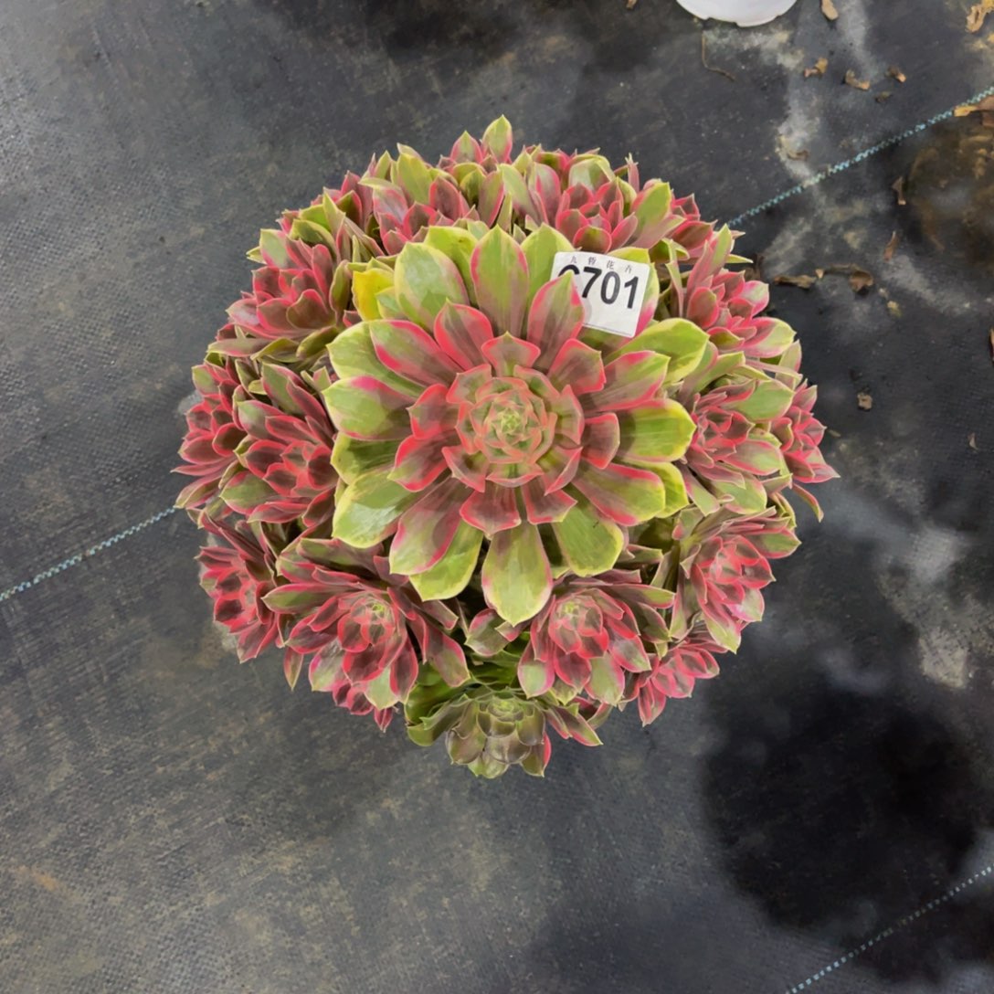 70100浣纱福利可以拍