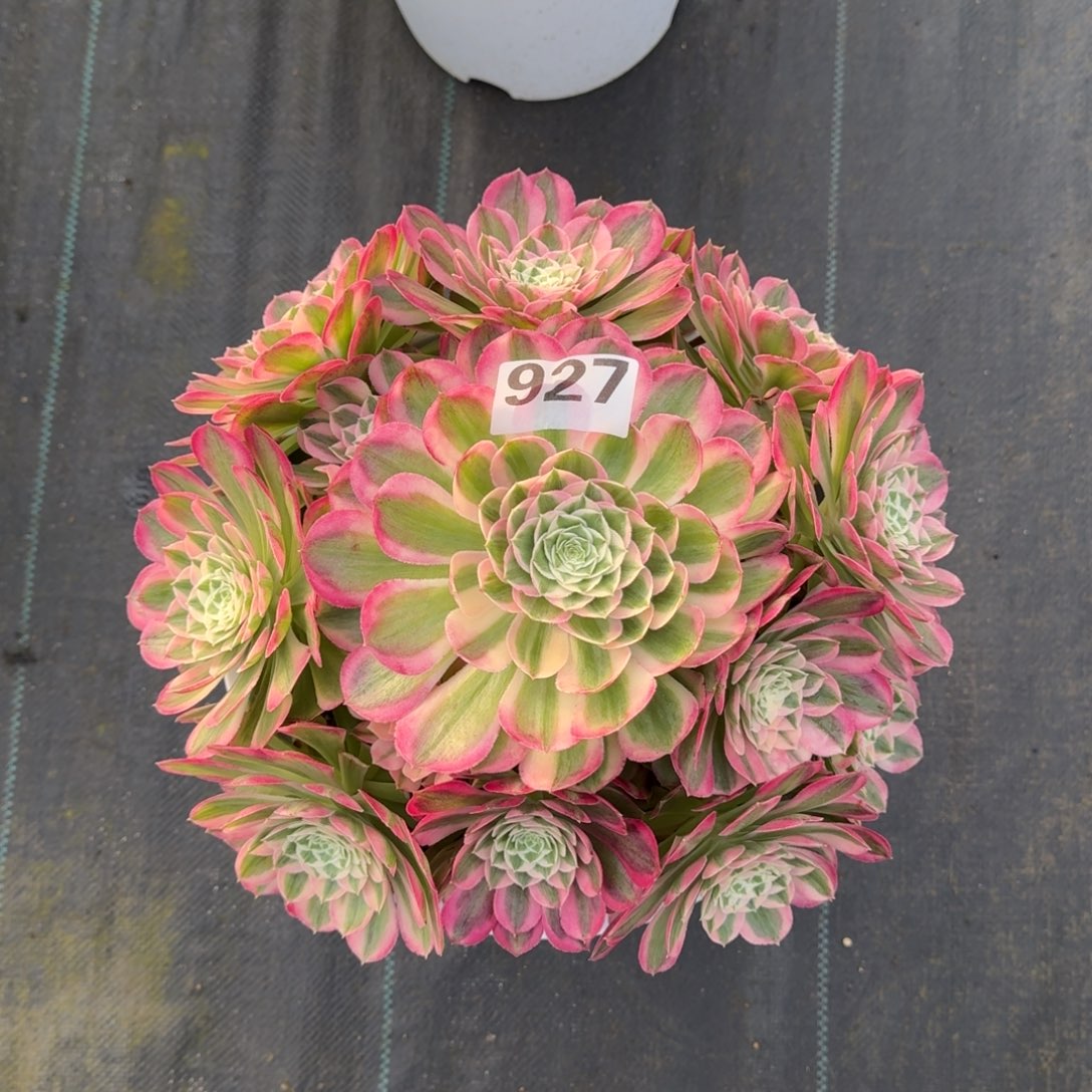 927！孔雀翎法师多肉植物