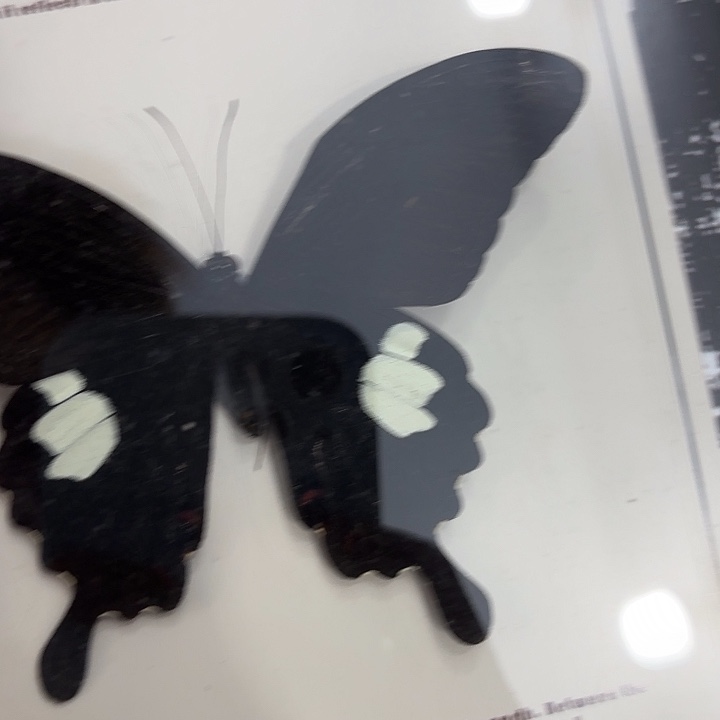 故***怡蝴蝶标本定制075@