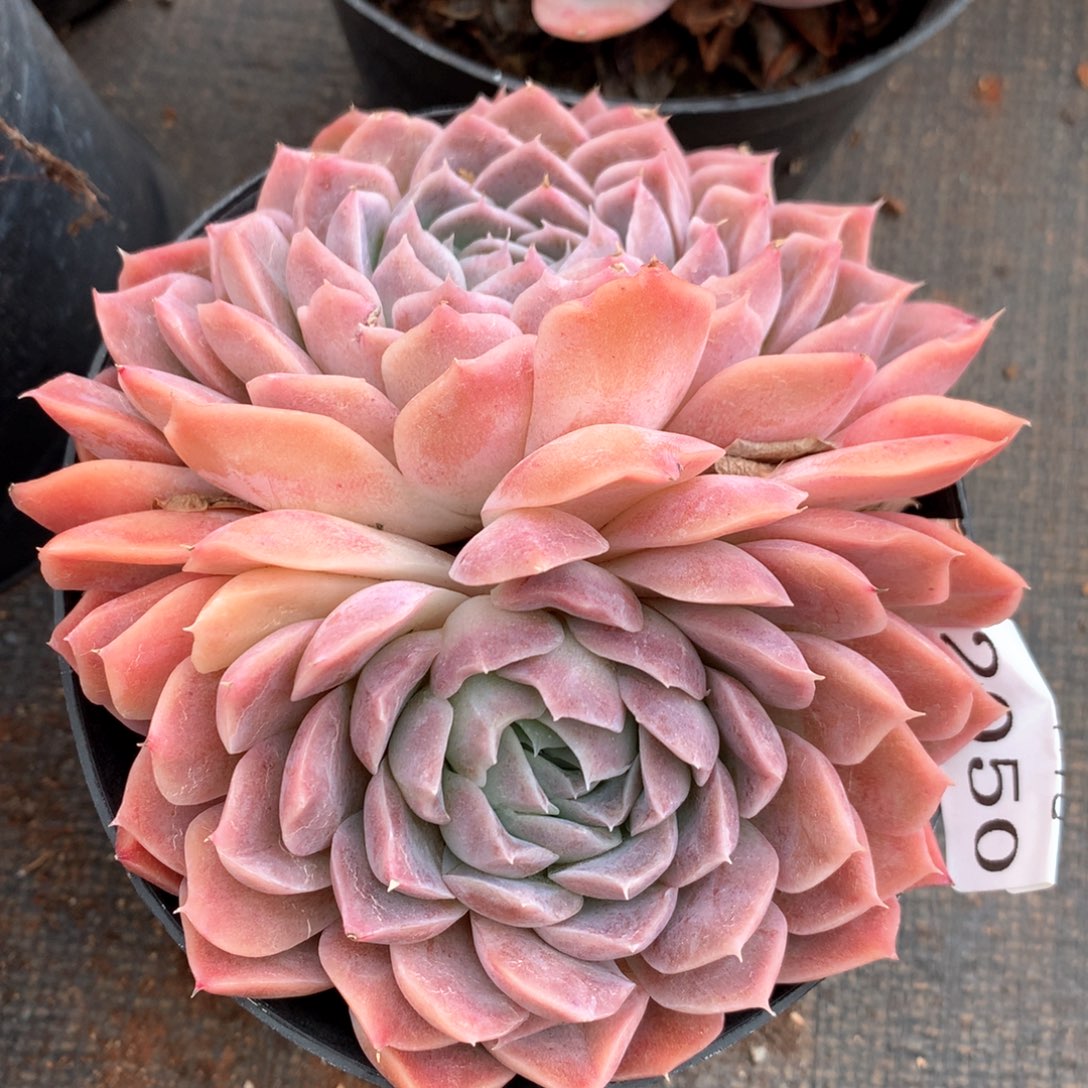 2059杂交多肉植物基地