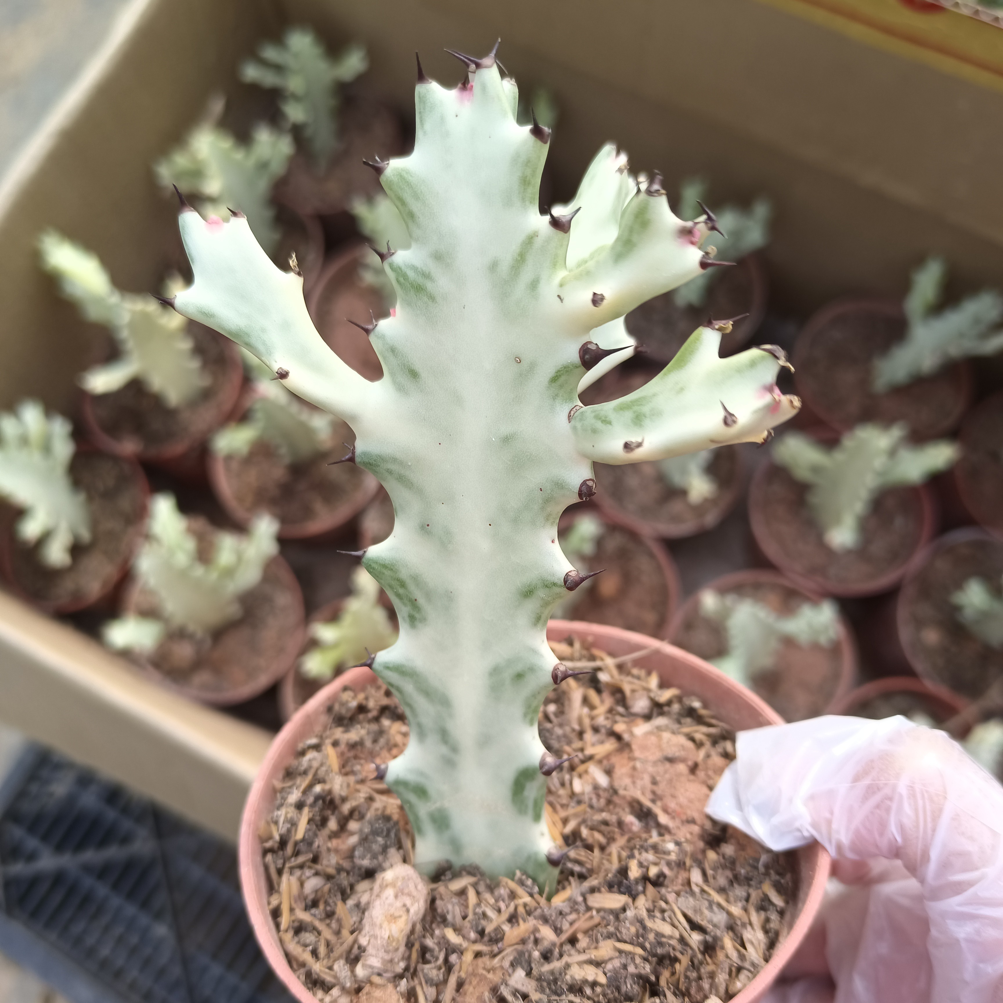 绿植花卉 白龙骨盆栽