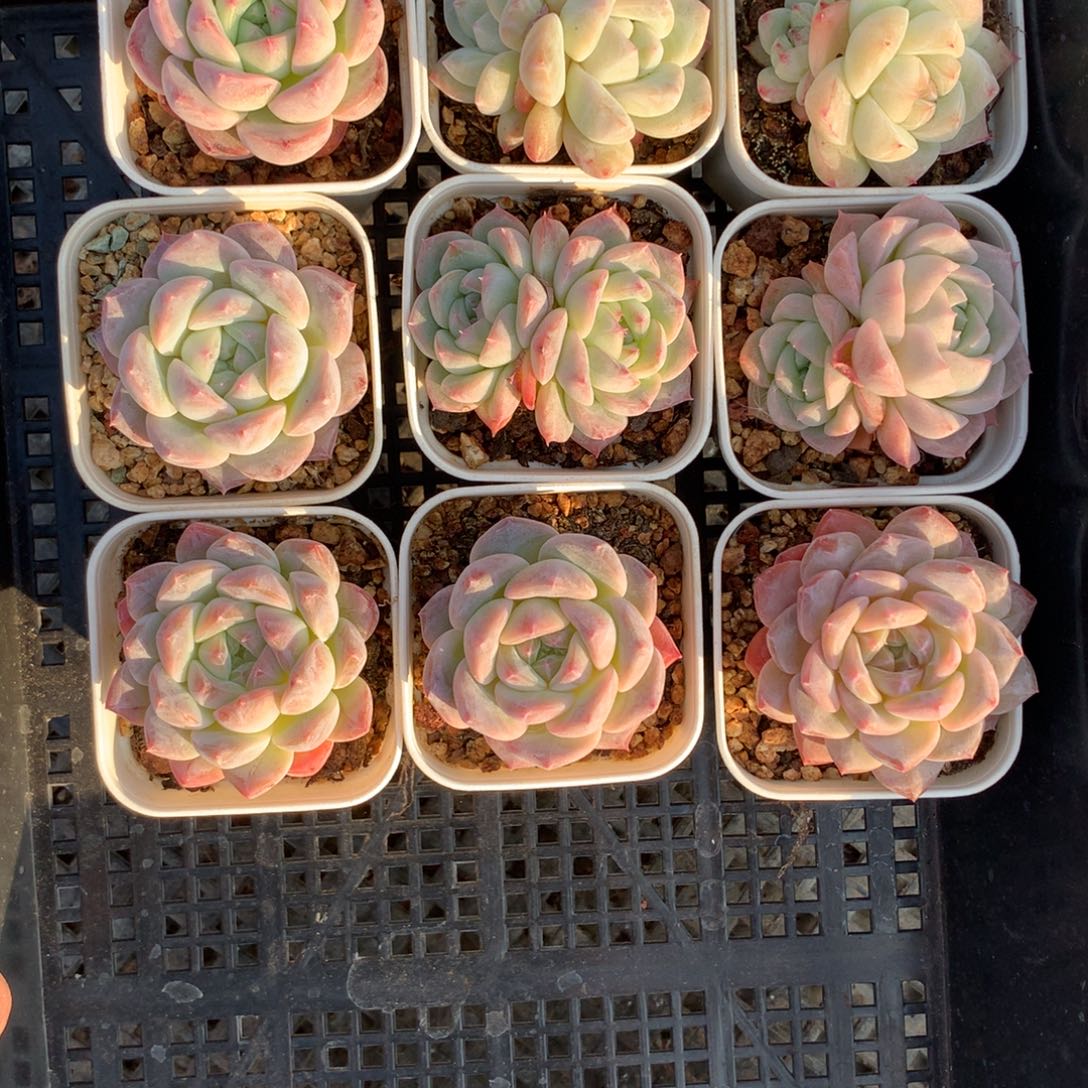 1201-101 套餐一组