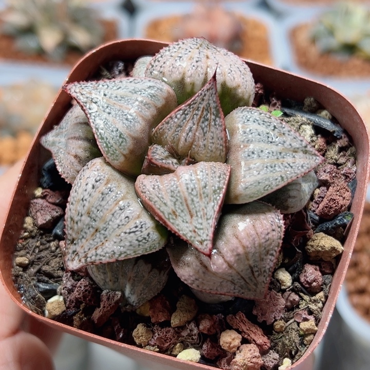 十二卷多肉泰姬陵