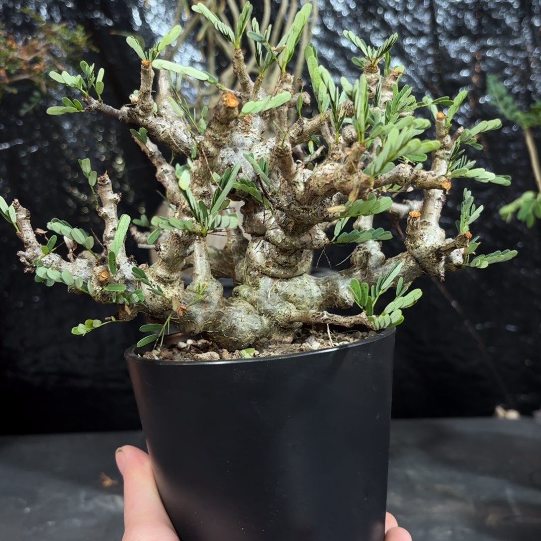 念珠苏木366996566556566663