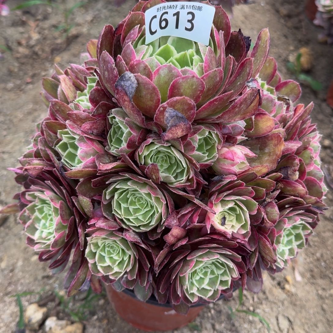 613孔雀翎多肉植物