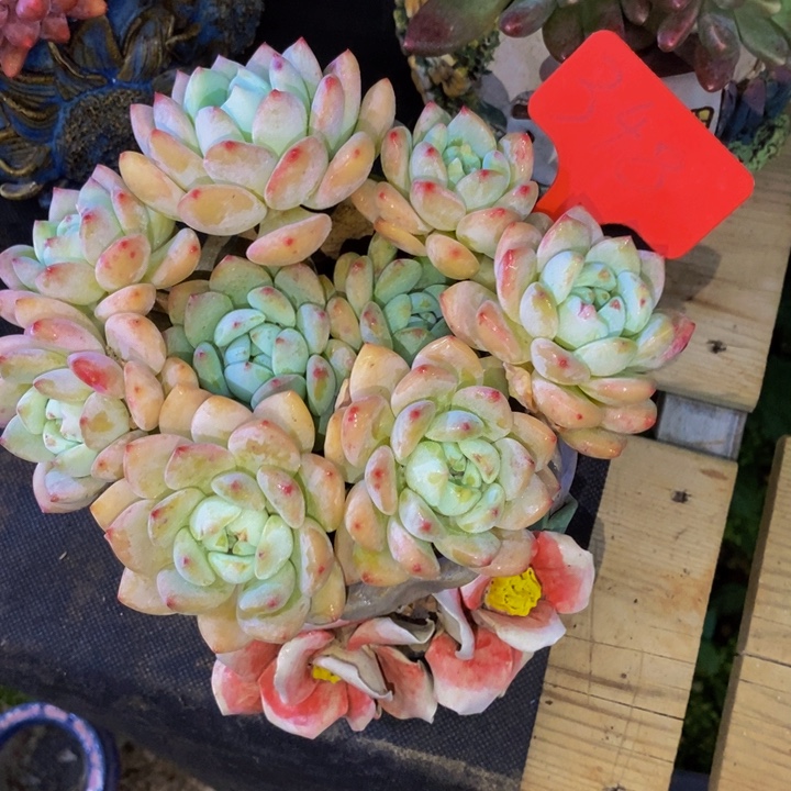 这么多小东西怎么这么好笑