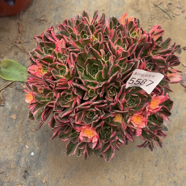 甜茶多肉法师5587