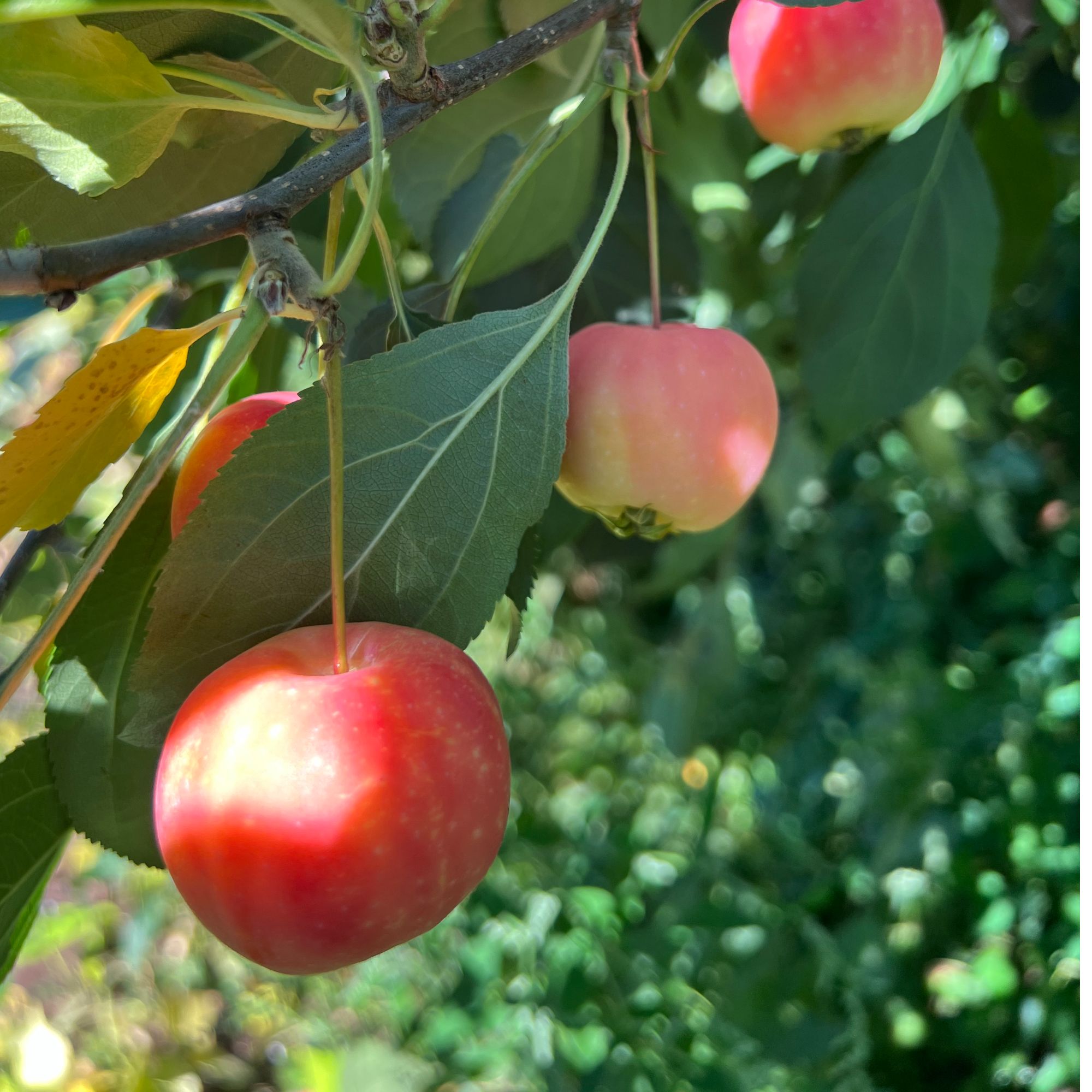 【爆款推荐】沙果酸甜脆多汁新鲜水果自然成熟现摘现发5斤