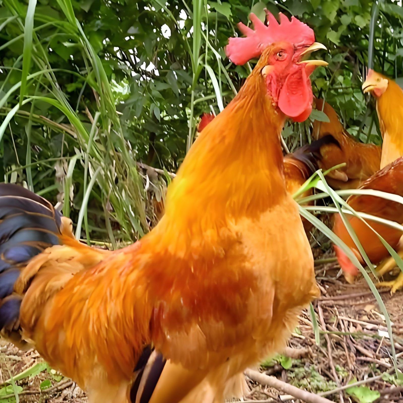 宠物鸡三黄鸡小黄鸡鸡仔50只送5路损包邮