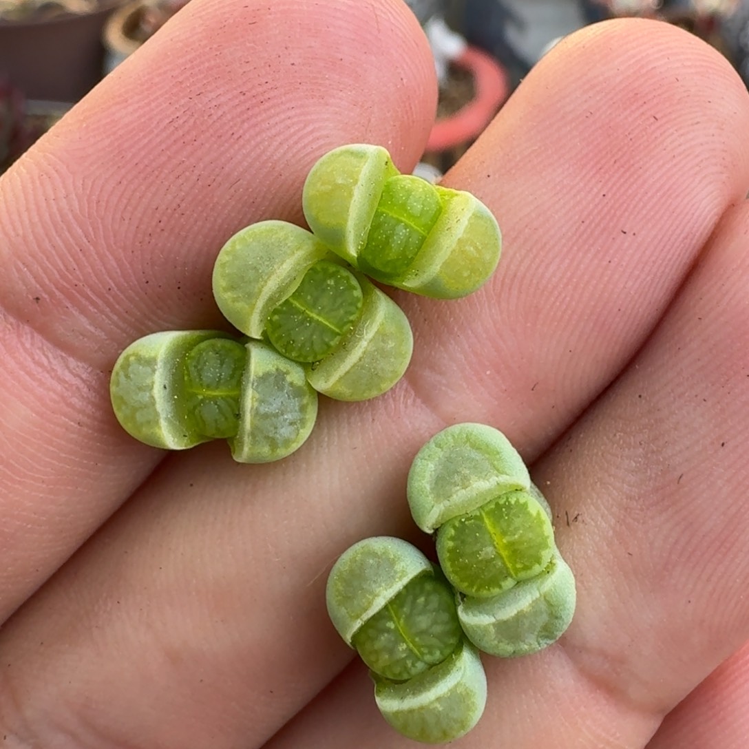 F016绿李版绿菊回交