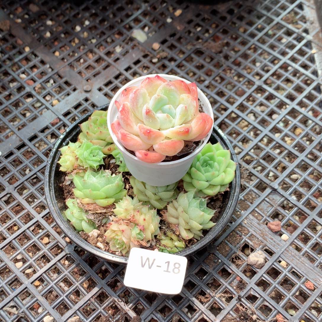无花朵W18英语英语英语
