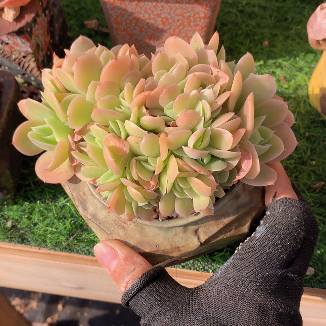 北***猫星纳塔13 公分一物一拍