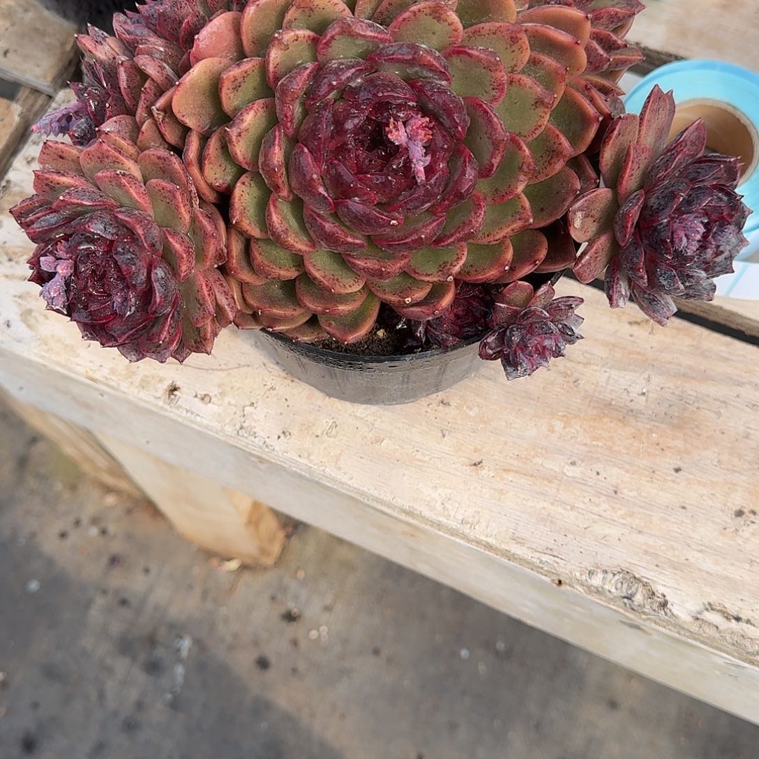 20 号水晶多肉植物 0000