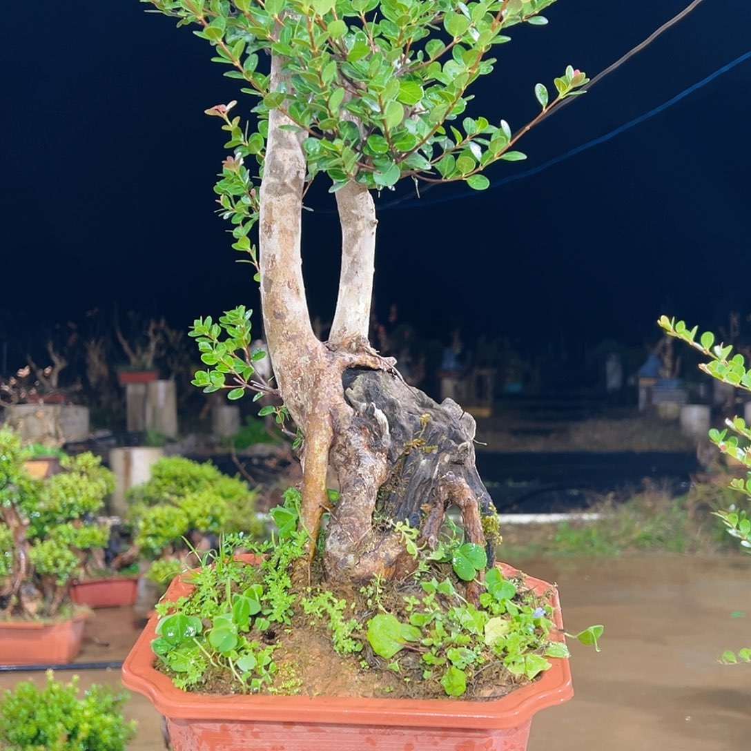 无花朵33333333333