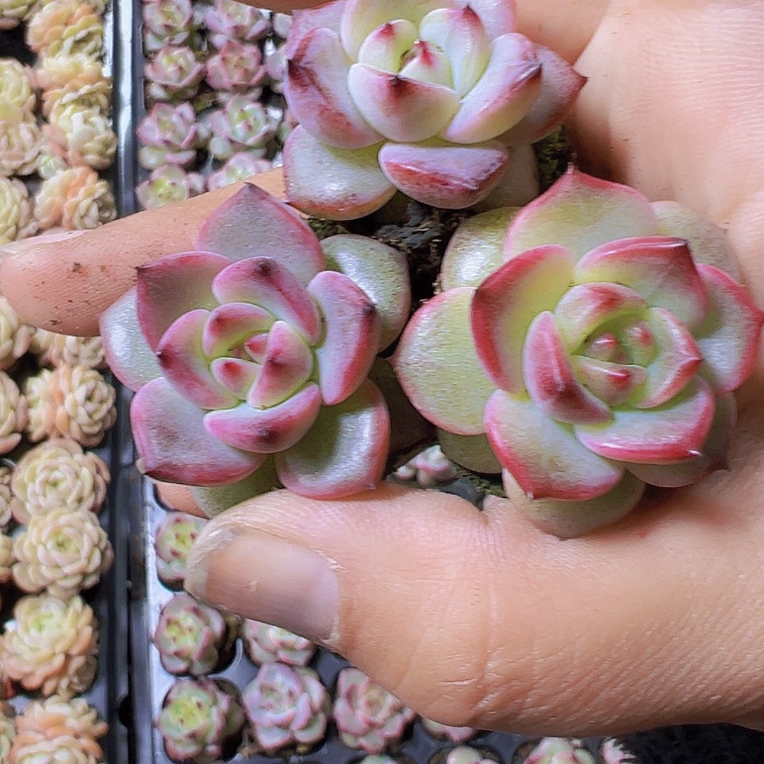 夜魔侠苗5个19包邮多肉植物