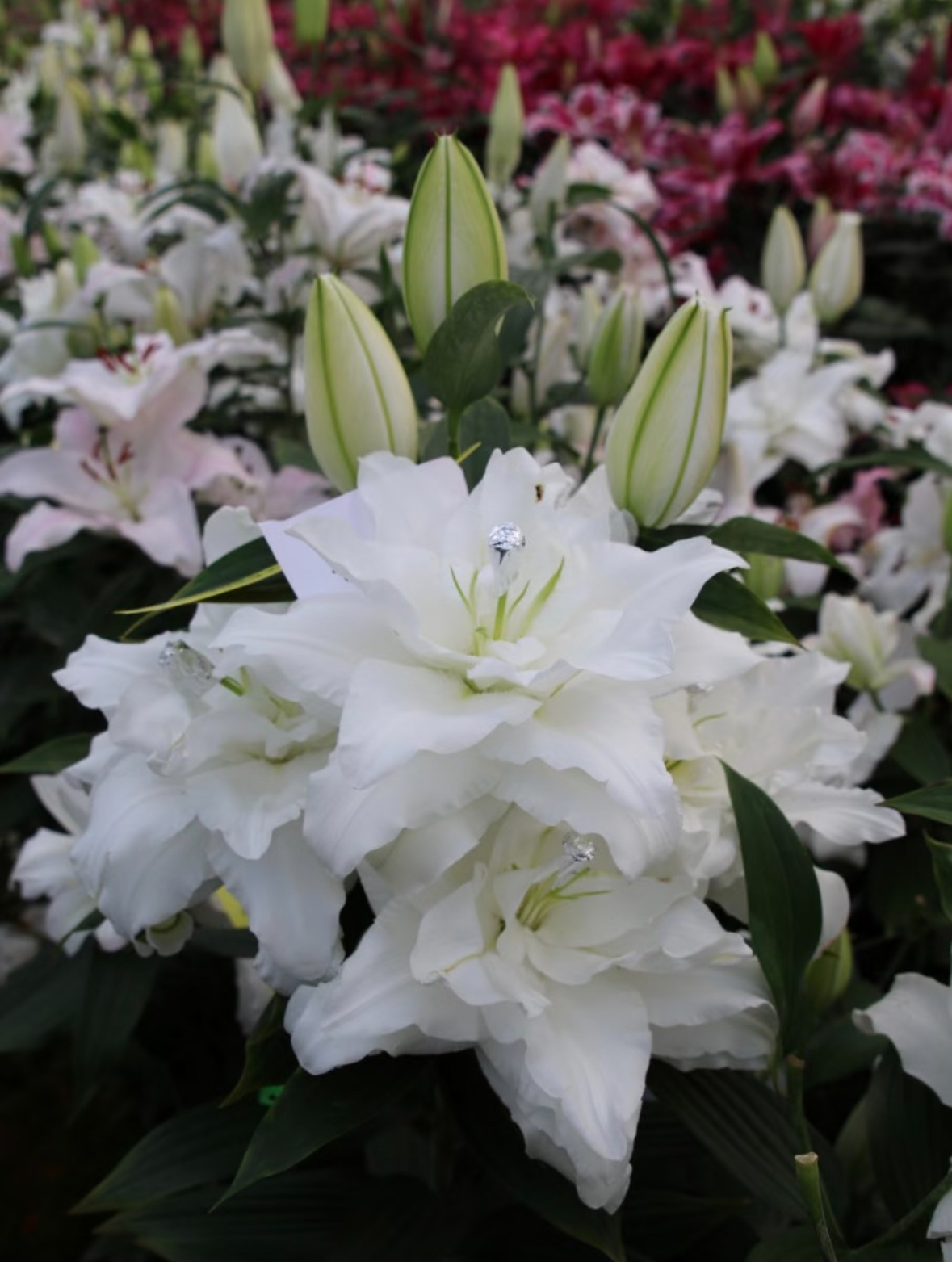 霞多丽种球1颗盆栽地载