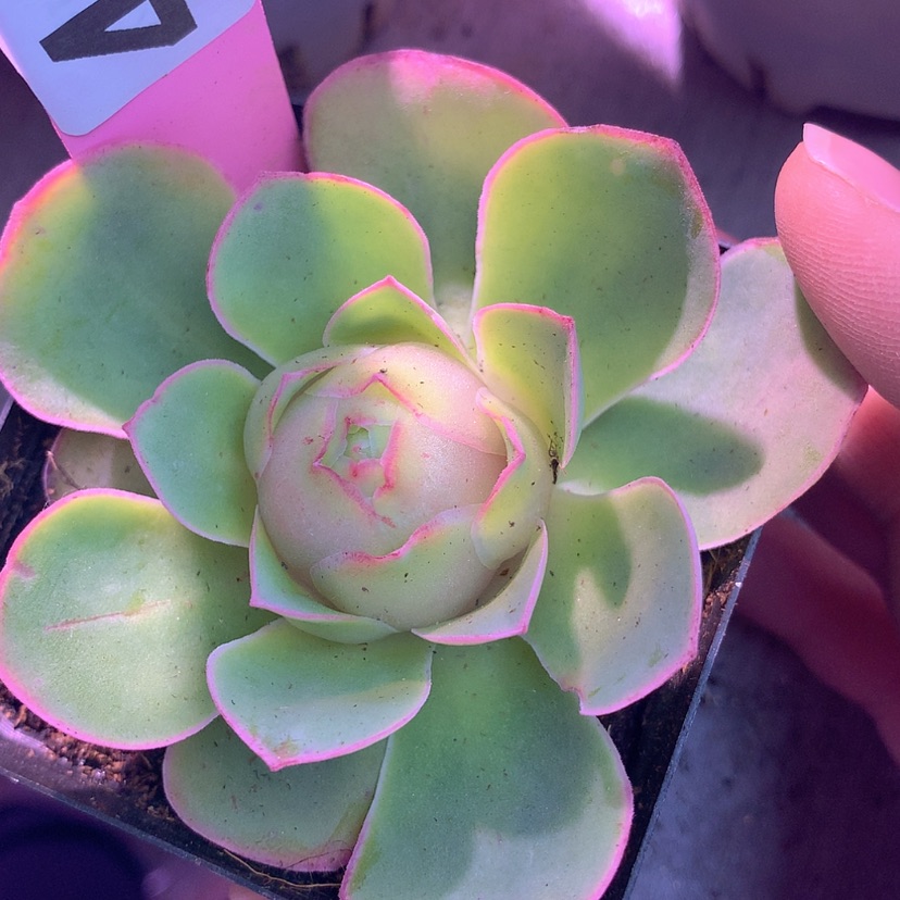 【闪购商品】yjj457