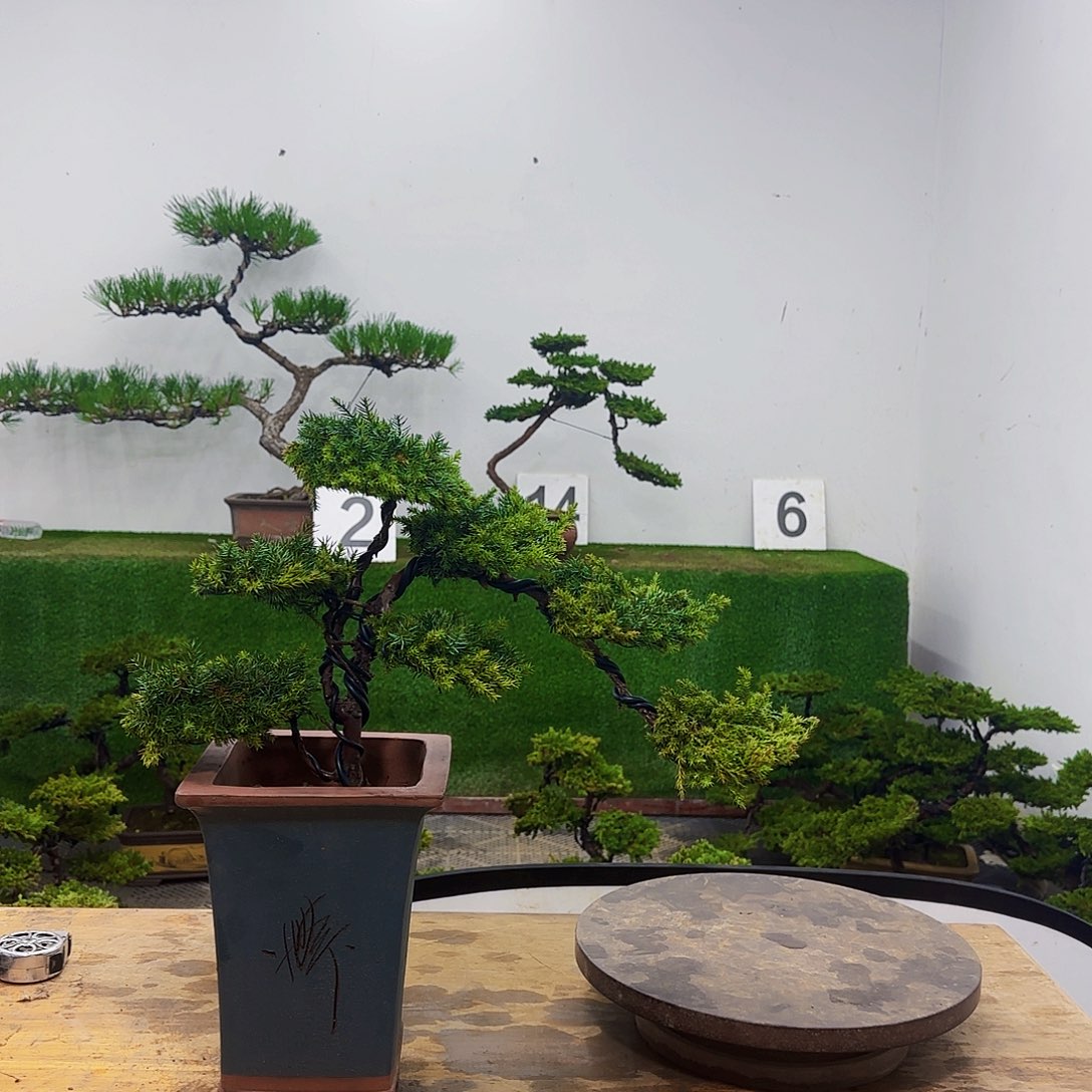 盆景盆景盆景盆景