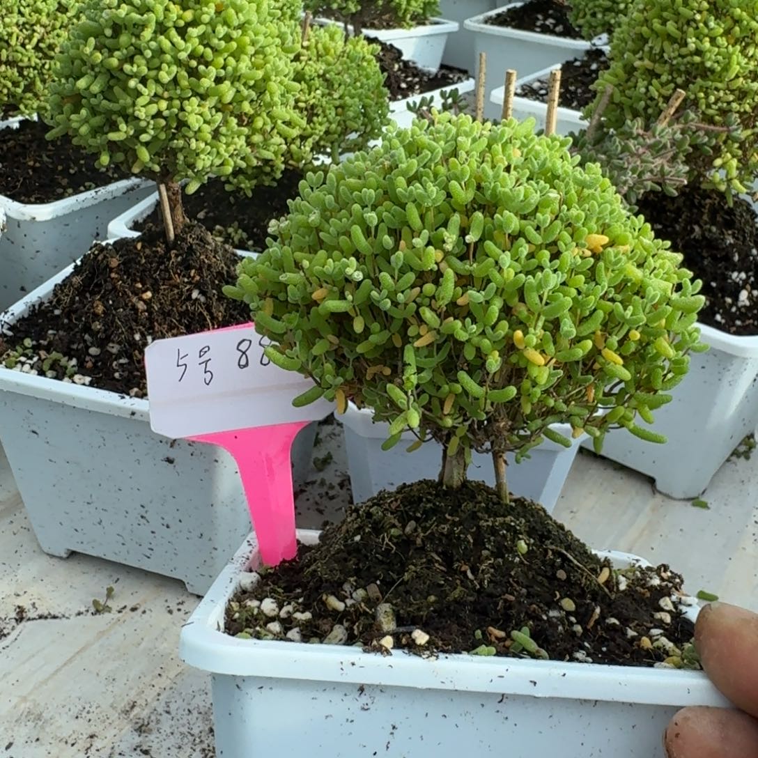 5号蜜橘带盆带土发