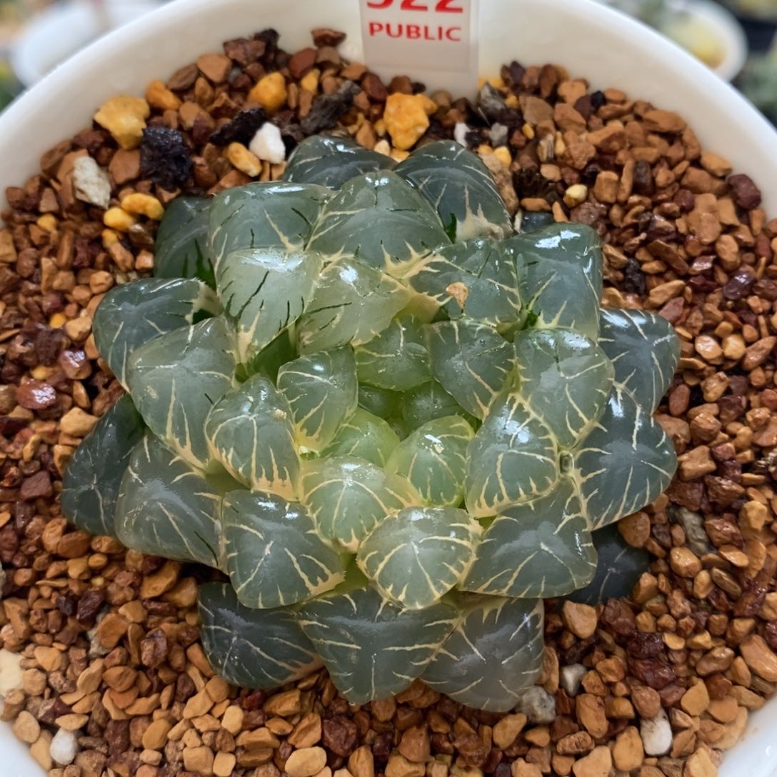 不开花植物522玉露