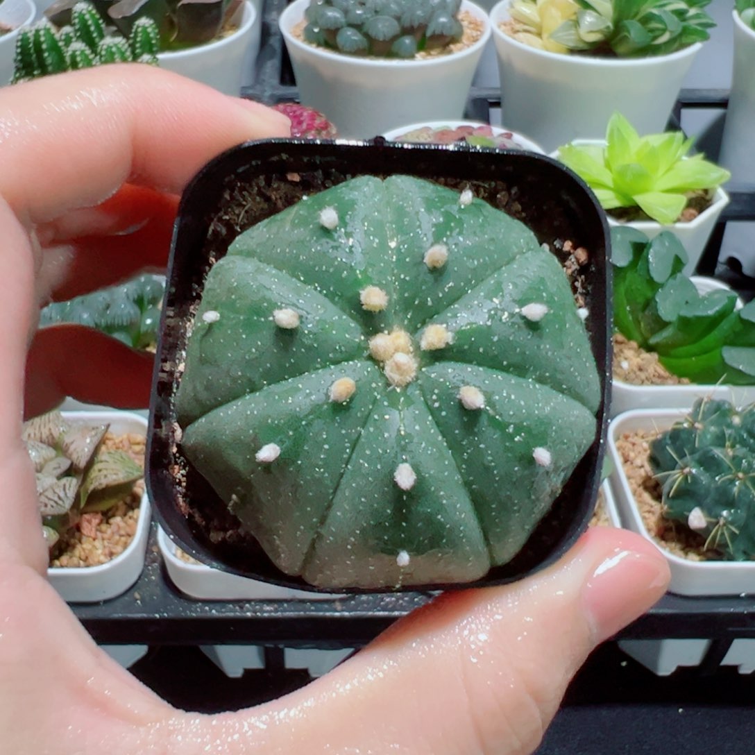 西瓜兜，3.8，66666