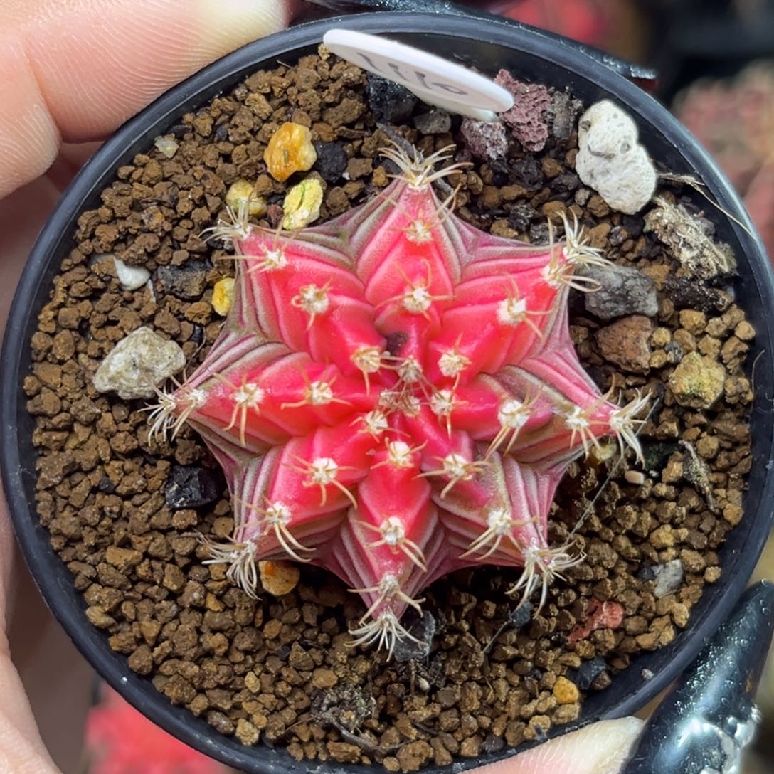 1110 泰系米哈锦 带盆土发货