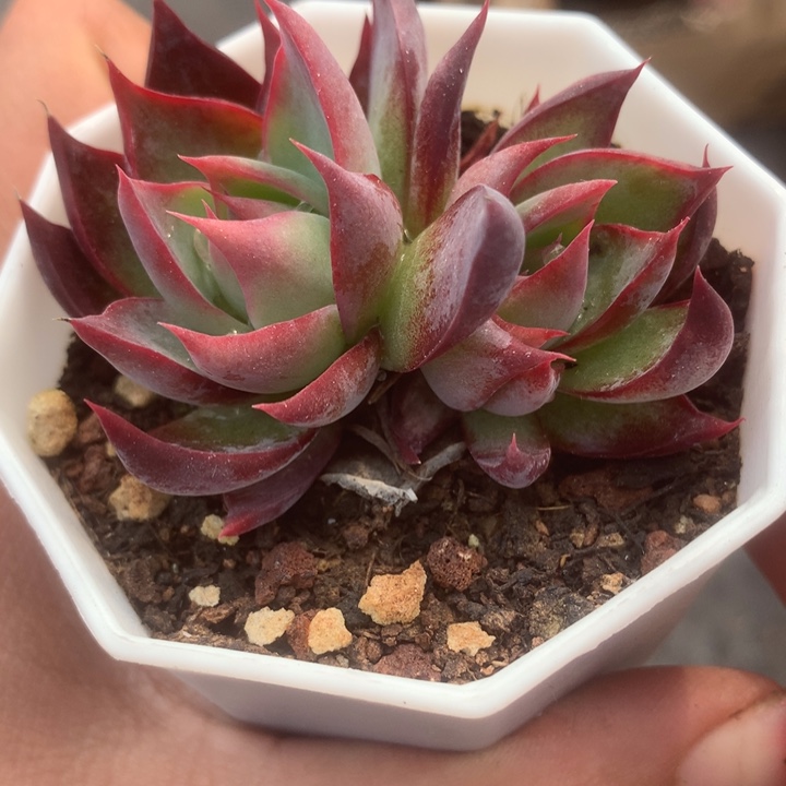 内勾。惊鸿。 双。（满9.99包邮不满9.99发空盆）