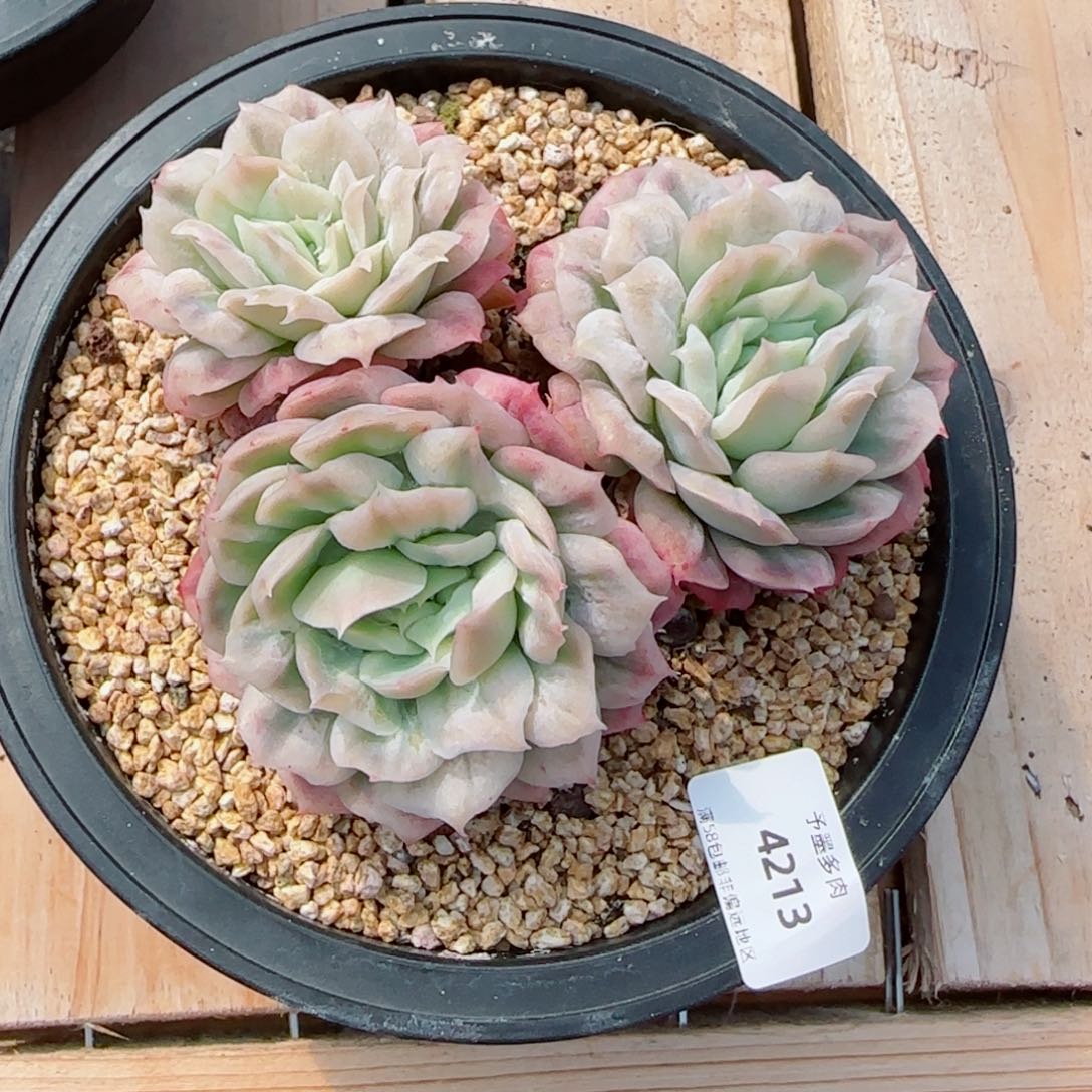 泡泡纱裙，4213多肉植物