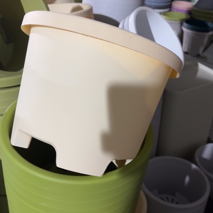 球根4#口径32无托米黄5个