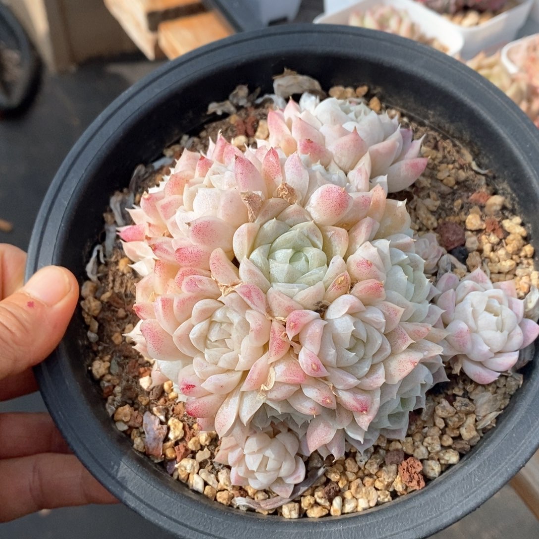 精品多肉一物一拍不包整113