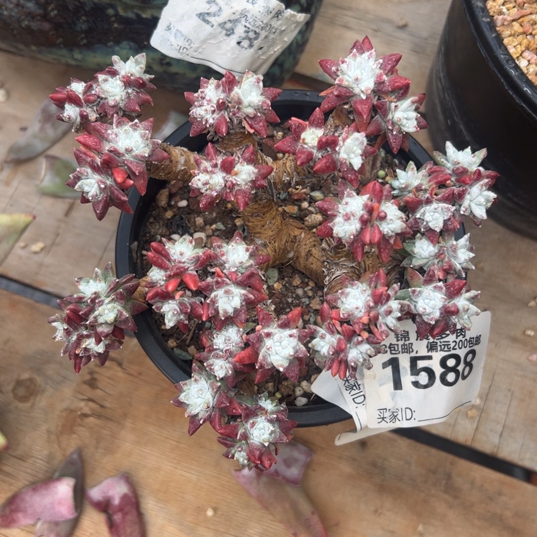 锦宸多肉～一物一拍1884