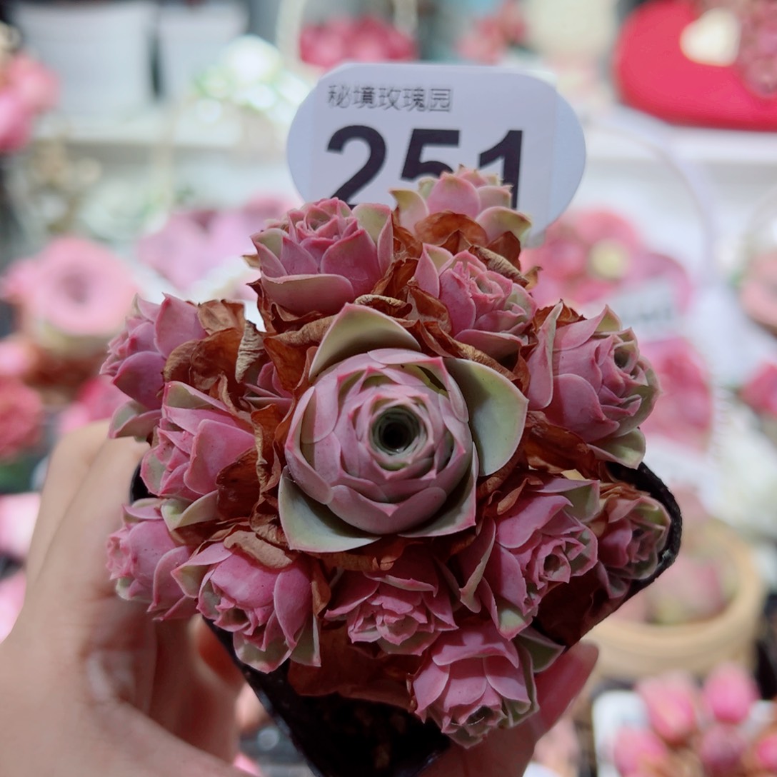 251水蜜桃杂手捧花。     