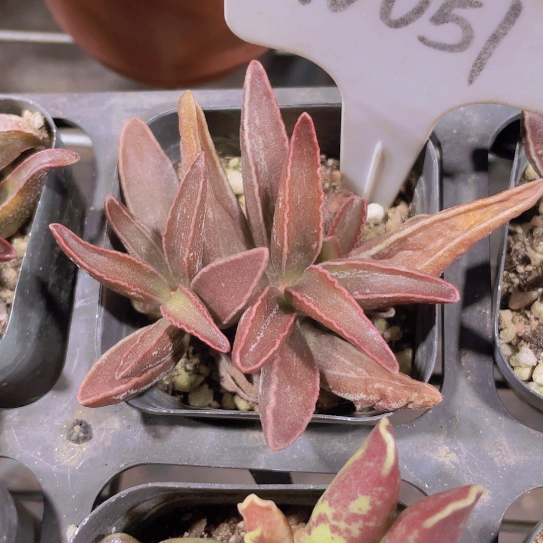 黑姬愣叶w051一物一拍