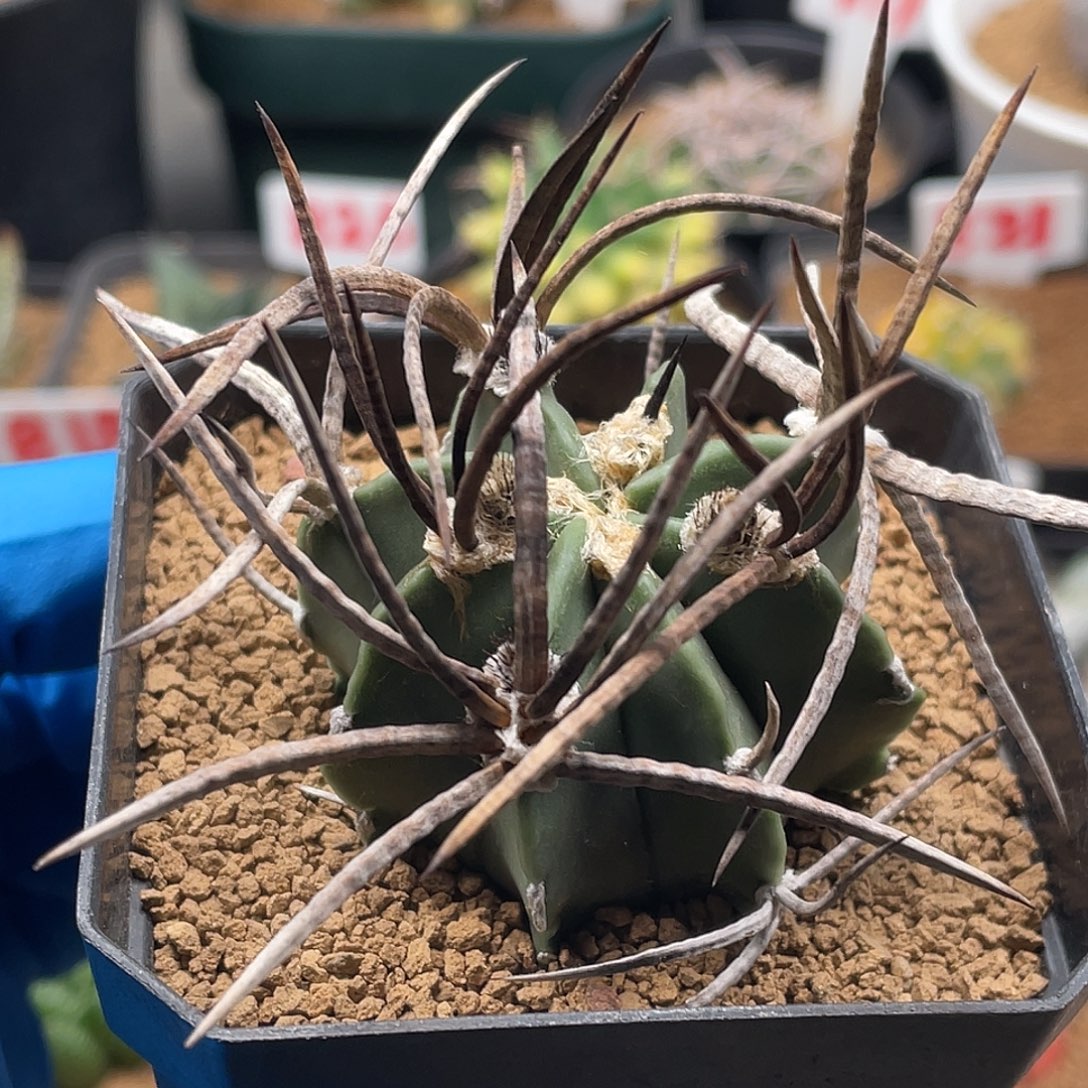 实生水牛角大凤玉仙人球