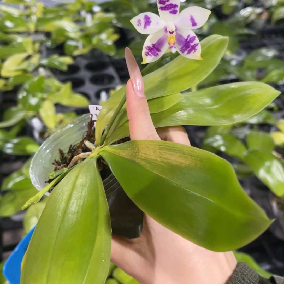 完全开放大晴魔法师蝴蝶兰