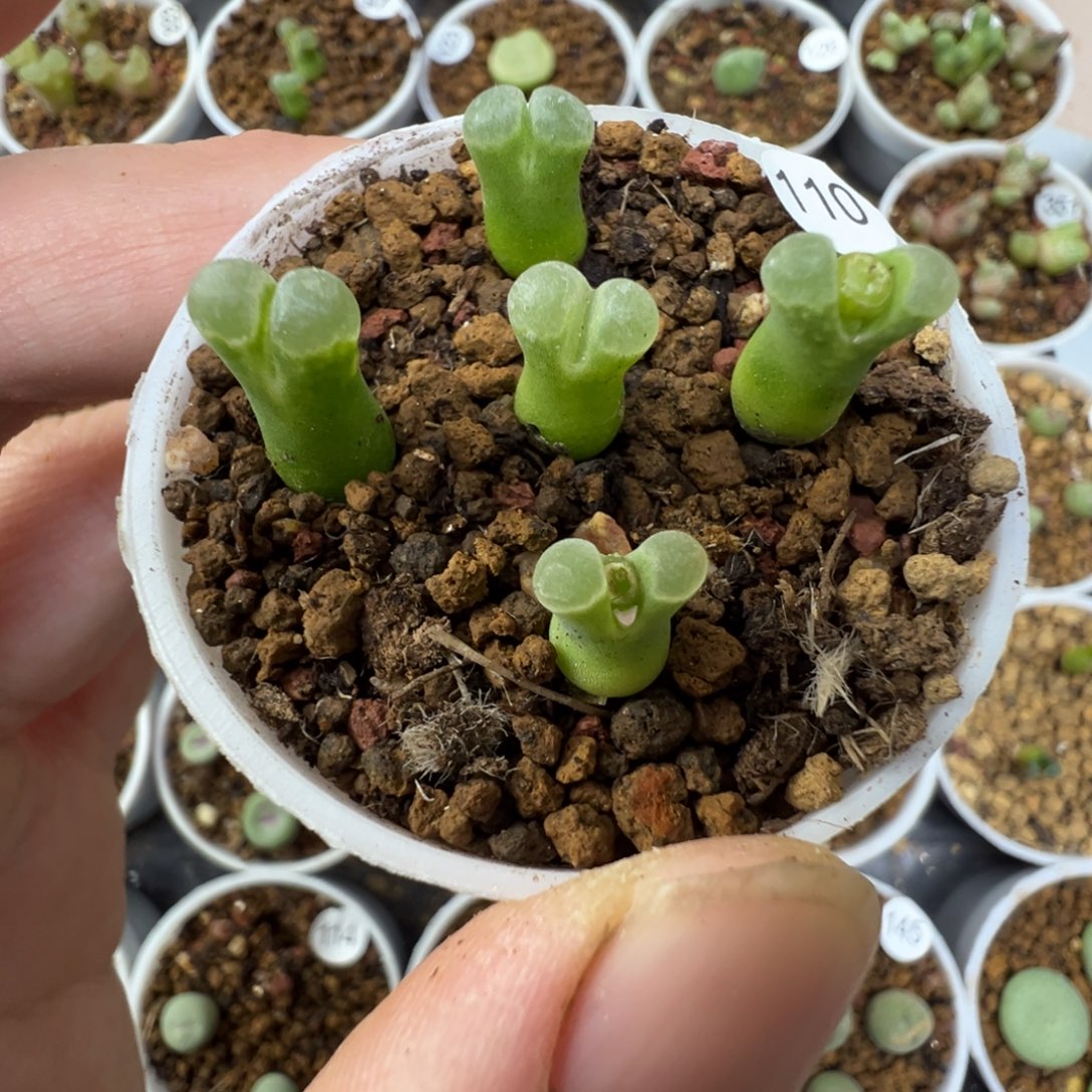 极窗佛肚一颗脱土11000000