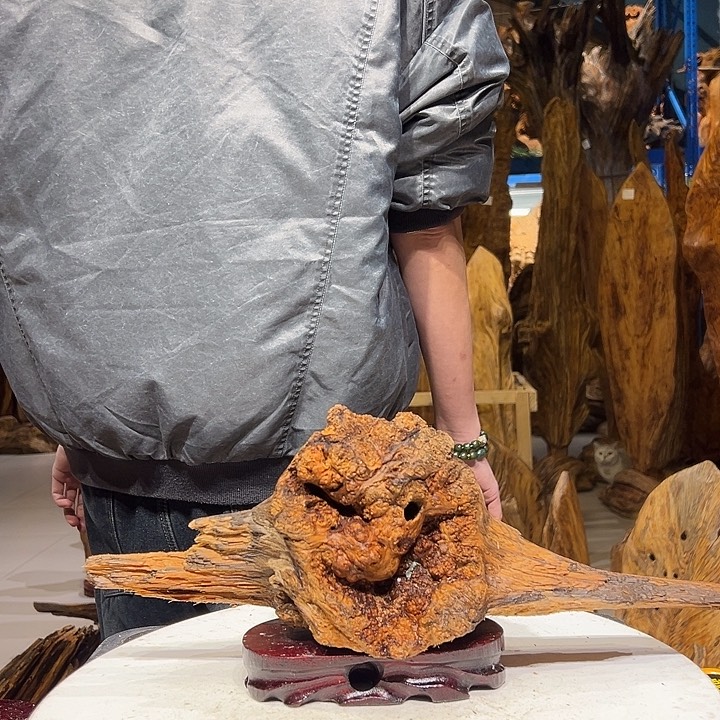 松木（琥珀木）舍*