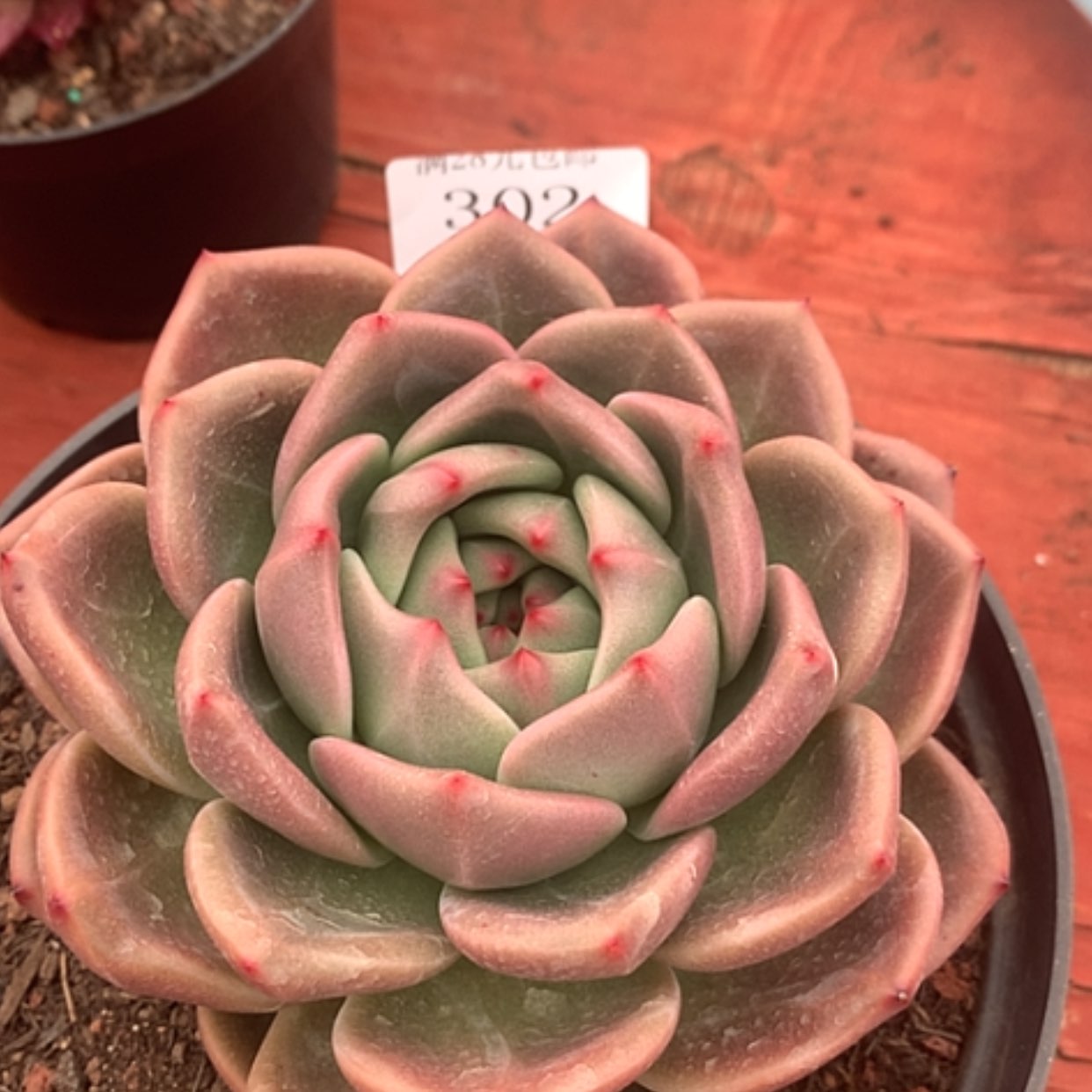 【闪购商品】云302号16厘米