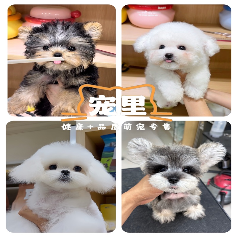 【宠里萌宠】狗狗全品种猫狗活体保健康-WSCY-A015