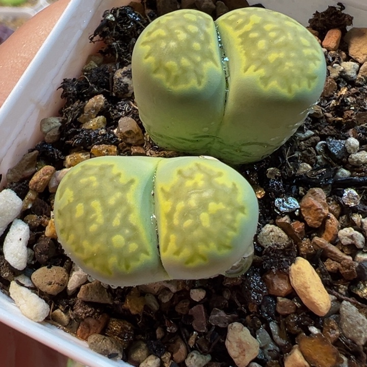 652多肉植物种类多样