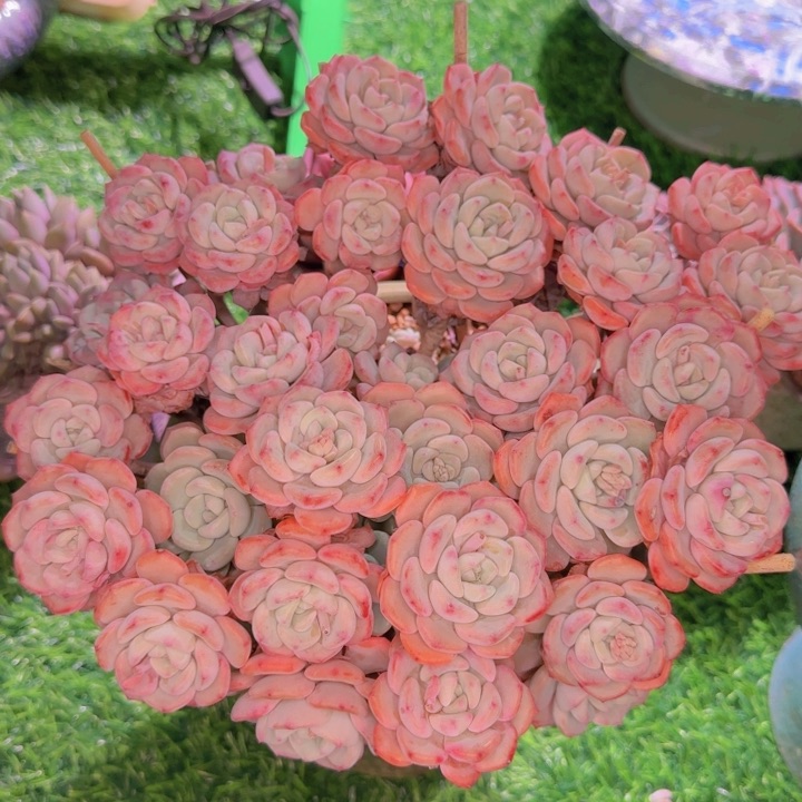 千山雪 一物一拍的多肉植物