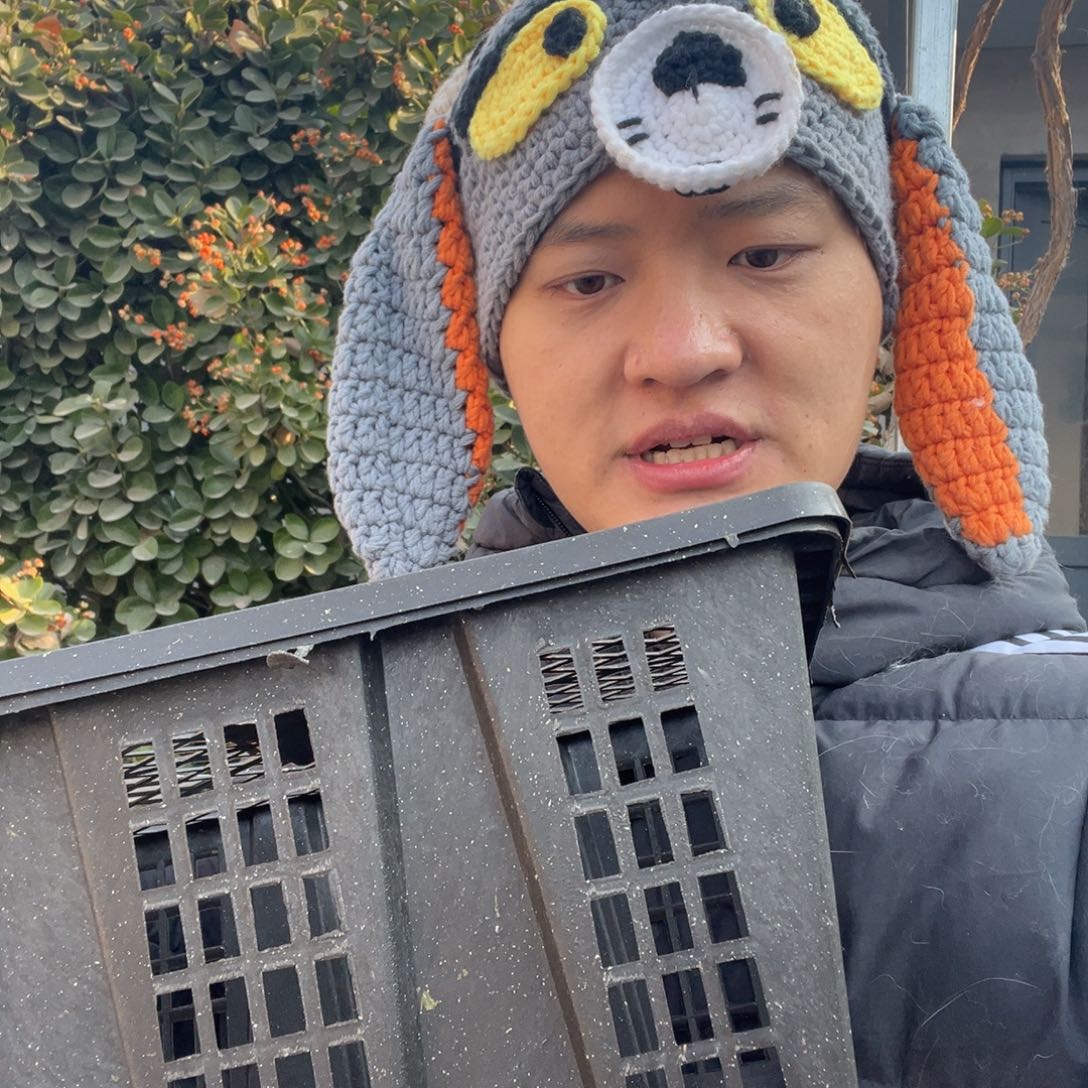 双血统英系安哥拉兔