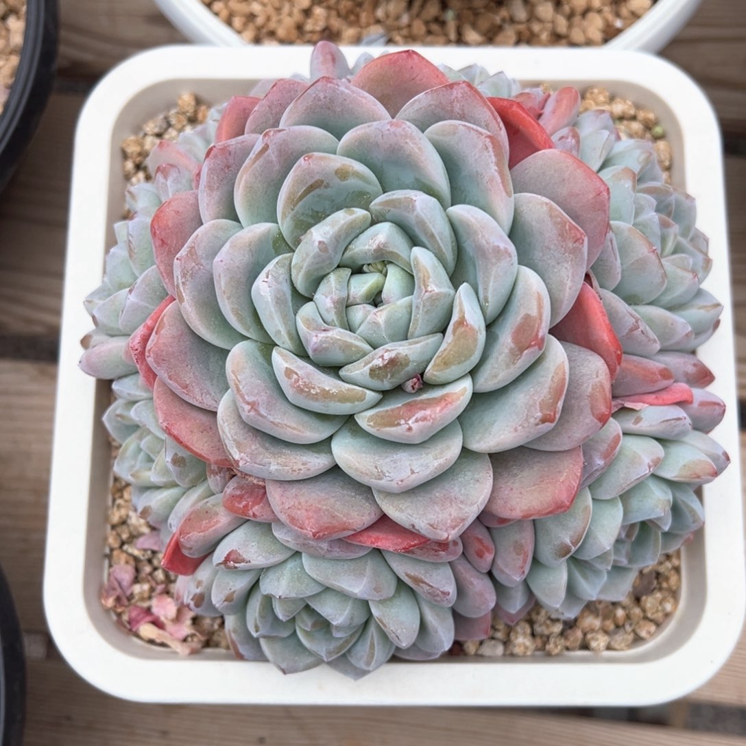 冰玉完美手捧多肉植物