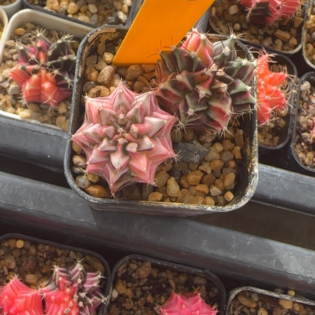 248-1229泰国发货多肉