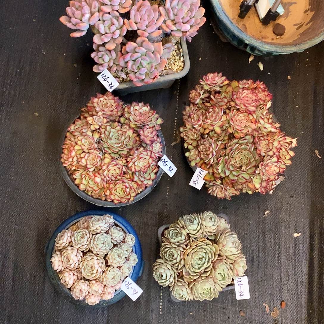 胡****肉多肉植物5颗发物流，物流自理