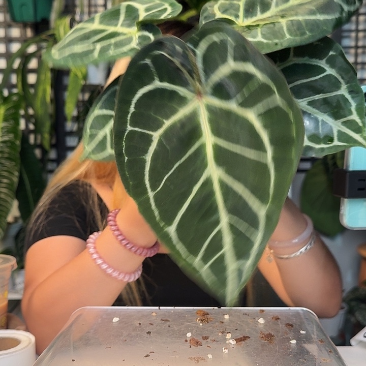 无花朵牟*一物一拍S46