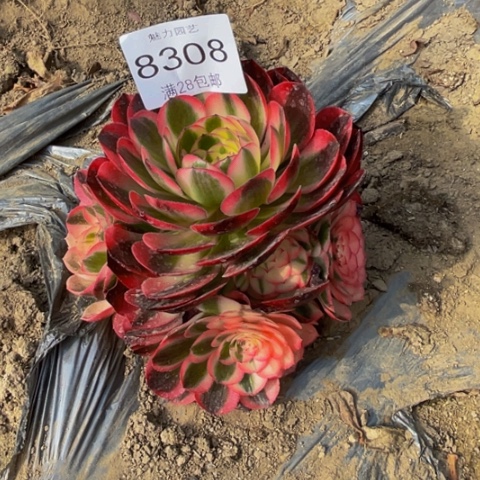 倾城多肉多肉8308